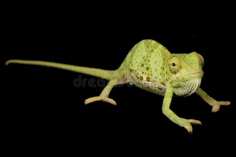Flat Neck Chameleon