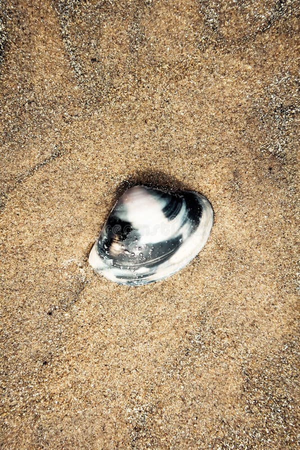 Flat Oyster sea shell on the wet sand on a tropical beach spotted at at low tide. Background photography. Copy space room for text stock photos Flat Oyster sea shell on the wet sand on a tropical beach spotted at at low tide. Background photography. Copy space room for text stock photos