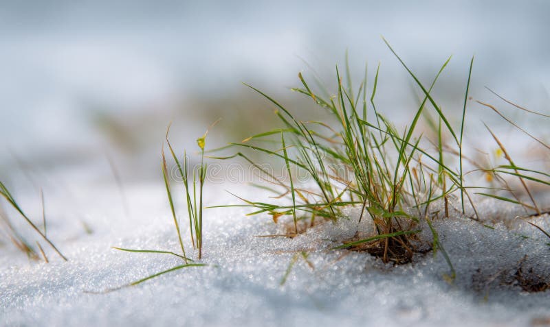 Flat photograph of early spring thawed patch with flattened grass emerging through snow royalty free stock photography