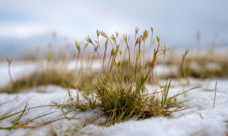 Flat photograph of early spring thawed patch with flattened grass emerging through snow stock photos
