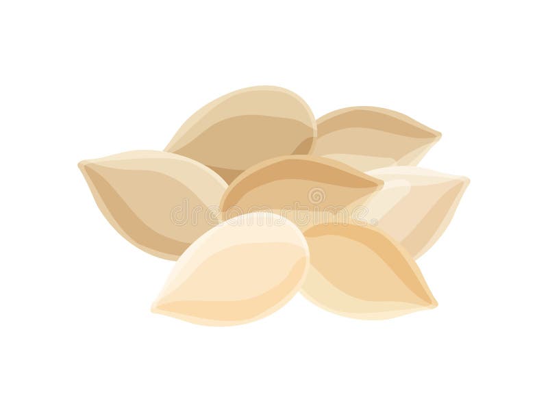 Flat Pumpkin Seeds stock vector. Illustration of decorative 275528569