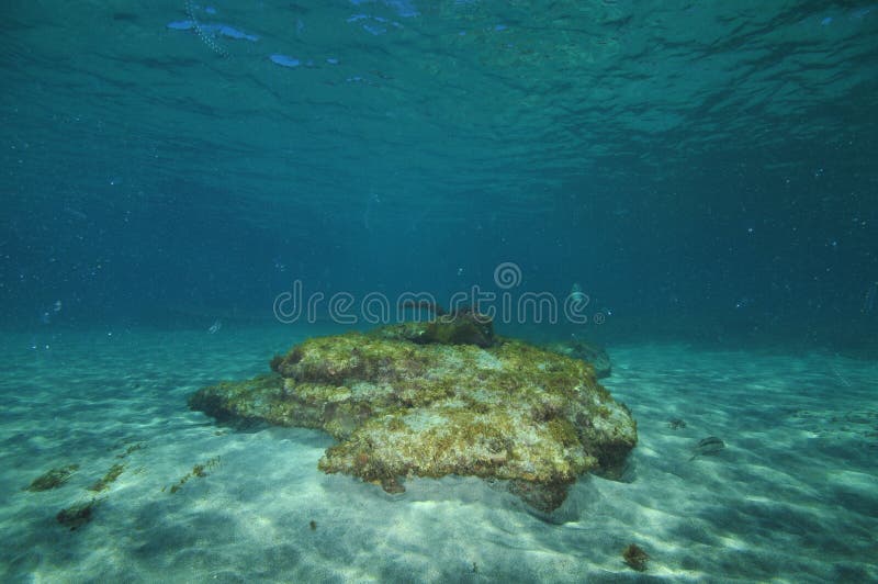 Flat Rock of Sandy Sea Bottom Stock Image Image of green, undersea