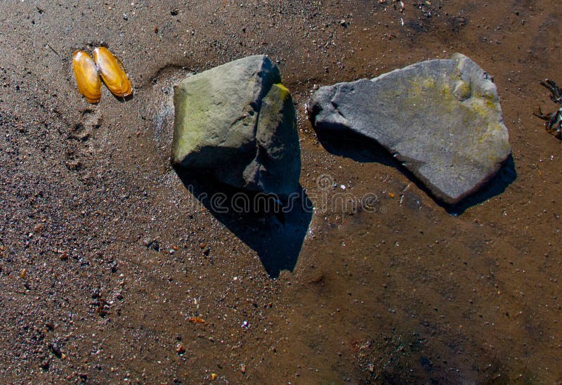 Flat Rocks and a Shell on a Wet Dark Brown Sandy Beach Stock Image