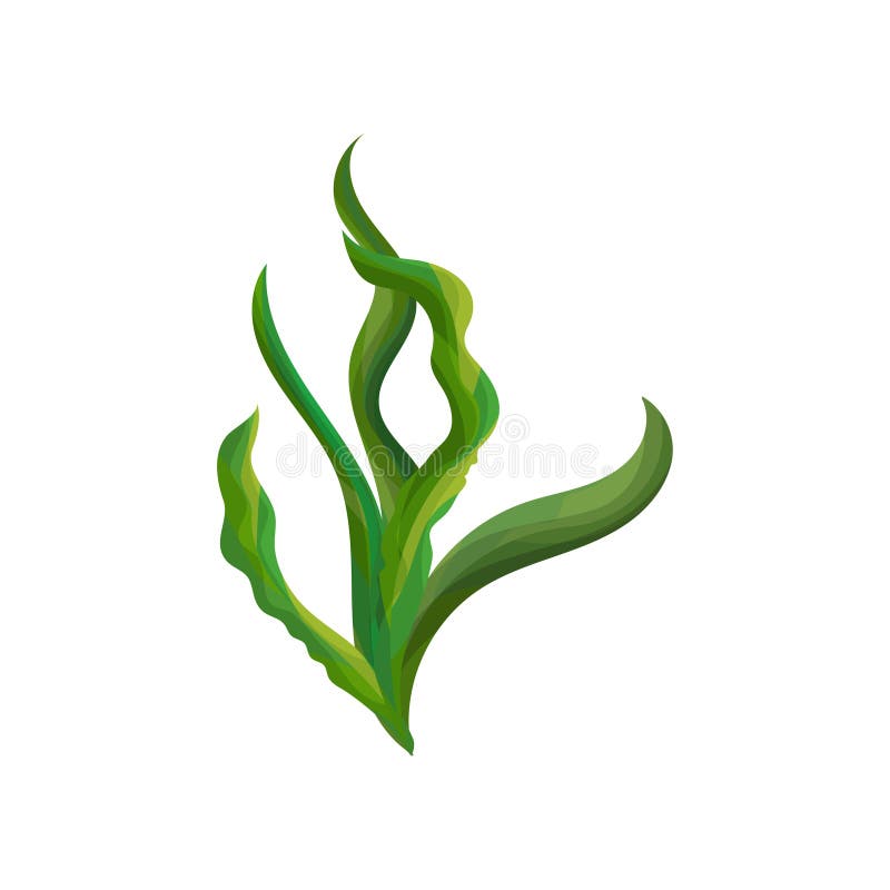 Spirulina Algae Icon On White Background. Vector Illustration. Stock ...