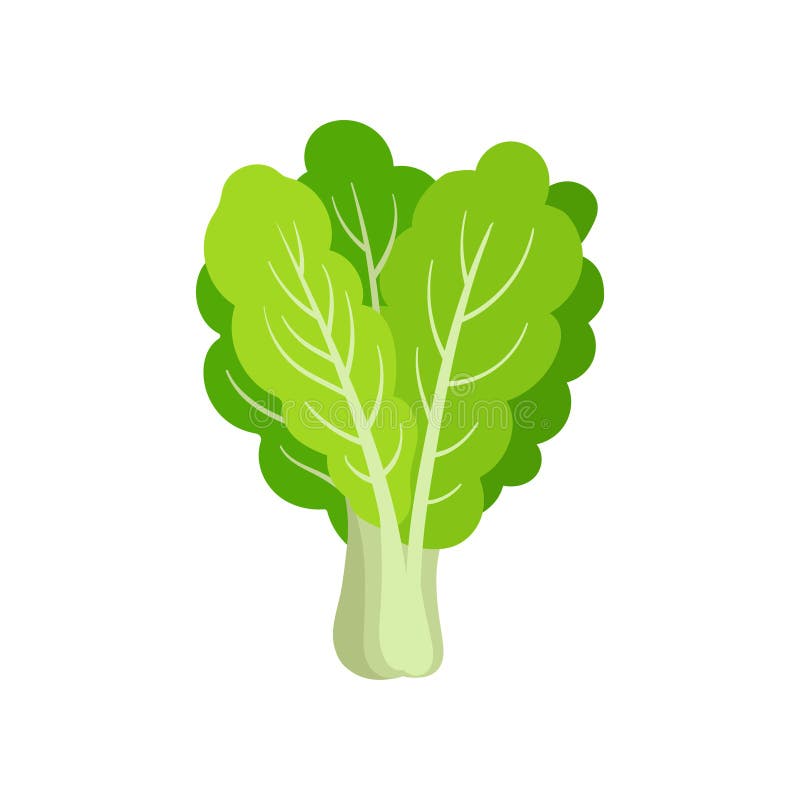 https://thumbs.dreamstime.com/b/flat-vector-icon-fresh-collard-leafy-green-vegetable-healthy-ingredient-vegetarian-salad-organic-food-colorful-illustration-122030019.jpg