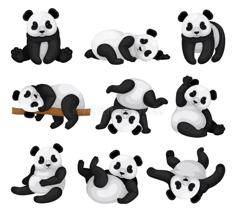 Flat vector set of adorable panda in different poses. Funny bamboo bear. Exotic animal vector illustration Flat vector set of adorable panda in different poses. Funny bamboo bear. Exotic animal vector illustration