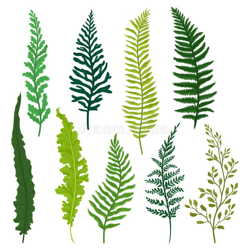 Flat vector set of different types of fern. Twigs with bright green leaves. Natural elements. Wild forest plant