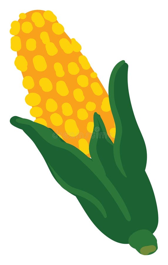 Yellow Corn, Illustration, Vector Stock Vector Illustration of vector