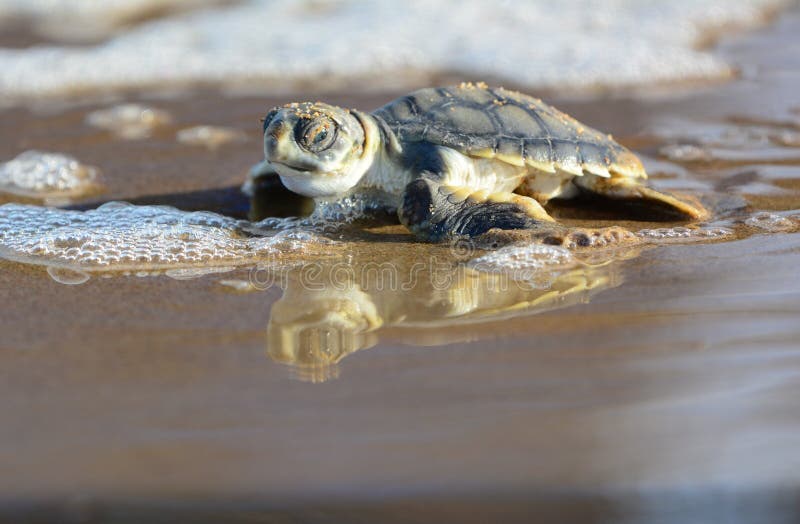 Flatback sea turtle hatchling on its run down the beach at sunset to the pacific ocean in Queensland, Australia. Flatback sea turtle hatchling on its run down the beach at sunset to the pacific ocean in Queensland, Australia