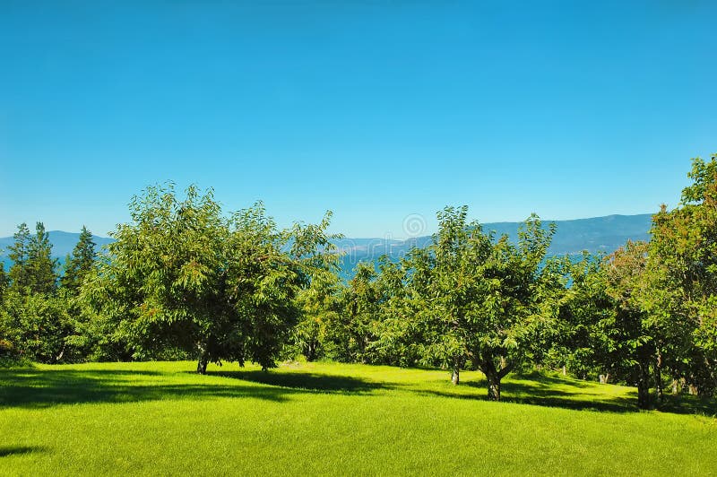 Flathead Cherry Orchard Montana Stock Photos Free & RoyaltyFree Stock Photos from Dreamstime