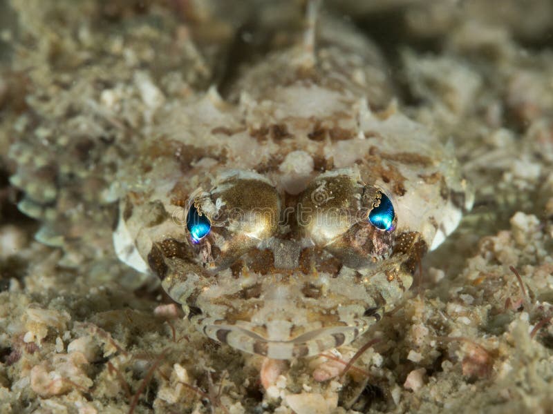 Flathead Crocodile Fish