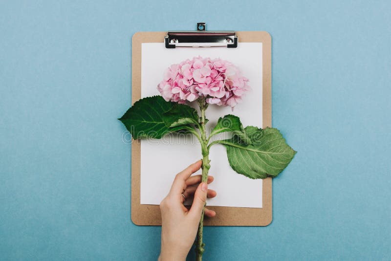 Flatlay da flor do hortensia, da prancheta e da mão cor-de-rosa da mulher fotografia de stock Flatlay da flor do hortensia, da prancheta e da mão cor-de-rosa da mulher fotografia de stock