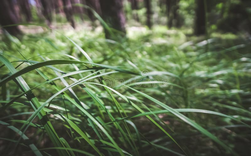 Flattened bright green grass in a dense coniferous forest with a blurred background stock photos