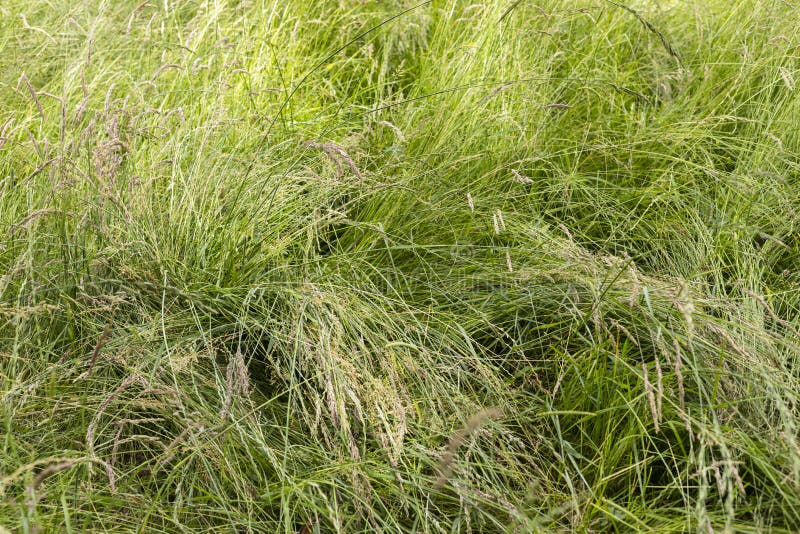 Flattened green grass stock images