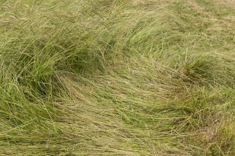 Flattened green grass stock photography