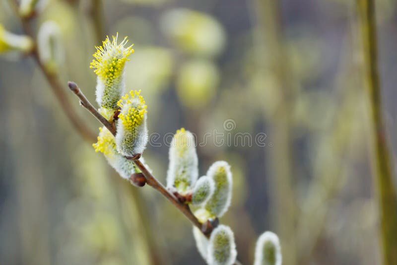 Flaumige Knospenniederlassungen des Frühlinges stockbild Flaumige Knospenniederlassungen des Frühlinges stockbild