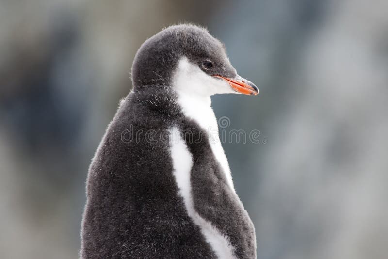 Fluffy gentoo penguin &#x28;Pygoscelis papua&#x29; baby in the natural environment in Antarctica. Fluffy gentoo penguin &#x28;Pygoscelis papua&#x29; baby in the natural environment in Antarctica