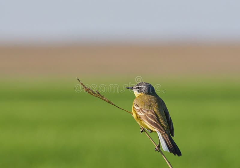 Flava del Motacilla o cutrettola occidentale che si siede su un ramo di albero fotografia stock libera da diritti Flava del Motacilla o cutrettola occidentale che si siede su un ramo di albero fotografia stock libera da diritti