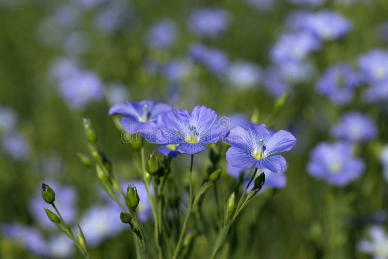 Flax Blossoms. Green Flax Field in Summer. Sunny Day. Agriculture, Flax ...