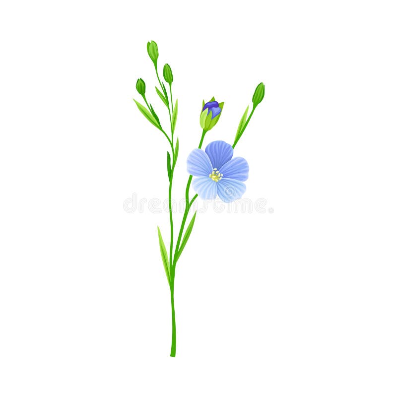 Field Linseed Flax Flower Stock Illustrations – 96 Field Linseed Flax ...
