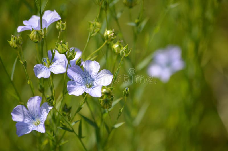 Flax or Linseed (Linum Usitatissimum) Stock Photo - Image of plants ...