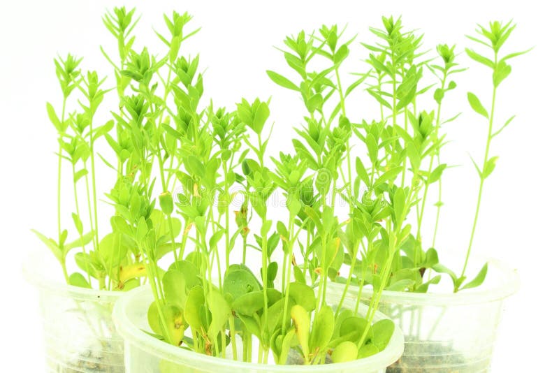 Sprouting Flax Seed in White Background Stock Image Image of grained, flax 50830611