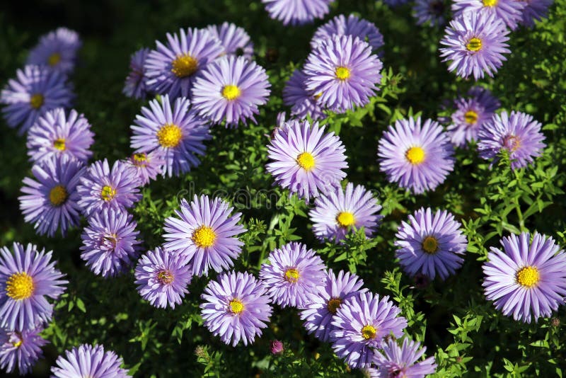 Fleabane Or Erigeron With Blue Flowers On Flowerbed Stock Image Image Of August Autumn 102228501