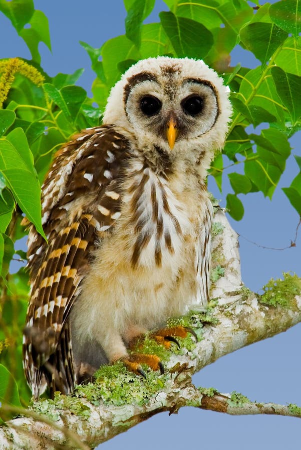 Fledgling Barred Owl