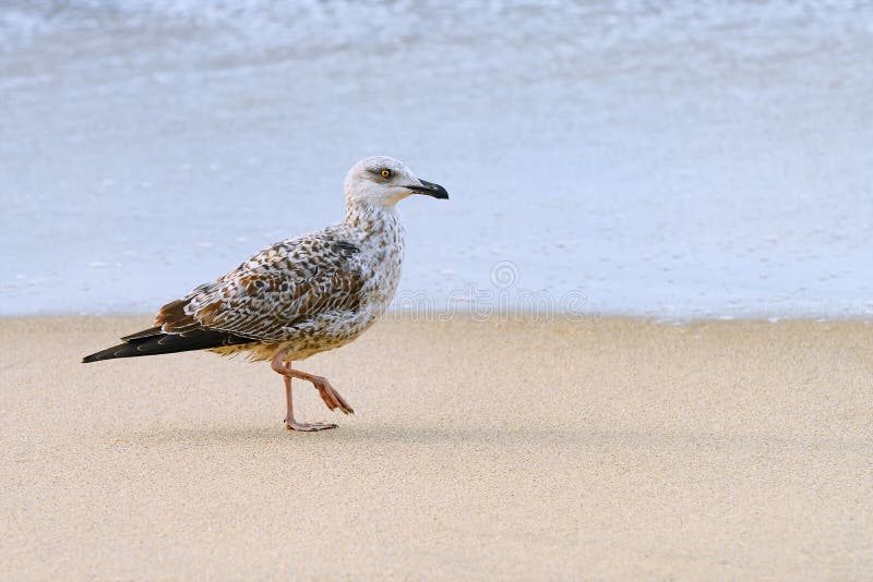 Fledgling of gull stock image. Image of larus, herring 140082435
