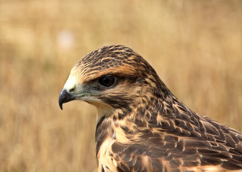 Fledgling hawk