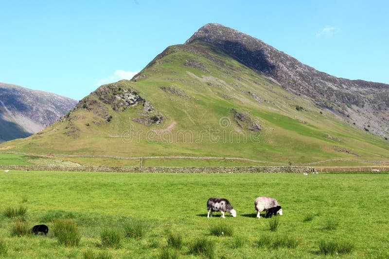 Fleetwith Pike, ovejas del herdwick y corderos fotos de archivo libres de regalías Fleetwith Pike, ovejas del herdwick y corderos fotos de archivo libres de regalías