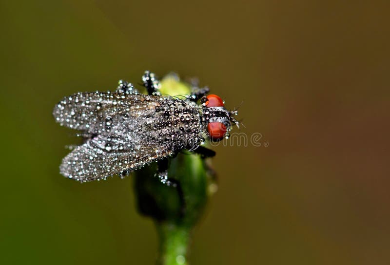 Fleischfliege bedeckt in den Wassertröpfchen stockfoto Fleischfliege bedeckt in den Wassertröpfchen stockfoto
