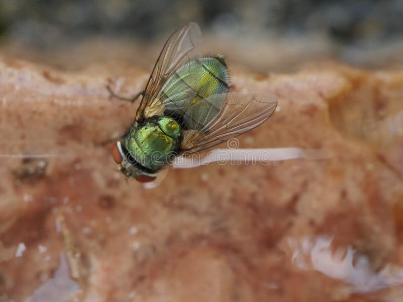 Macro of a Dirty House Fly on a piece of red meat. Macro of a Dirty House Fly on a piece of red meat