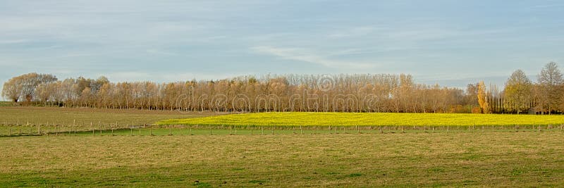 Flemish ardennes landscape, with agricultural fields and a row of pollarded willows. Flanders, Belgium. Flemish ardennes landscape, with agricultural fields and a row of pollarded willows. Flanders, Belgium