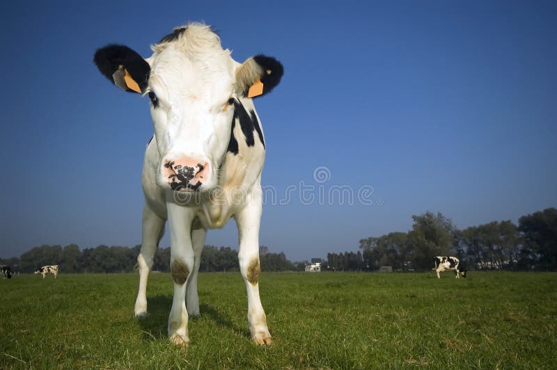 Flemish cow in the field