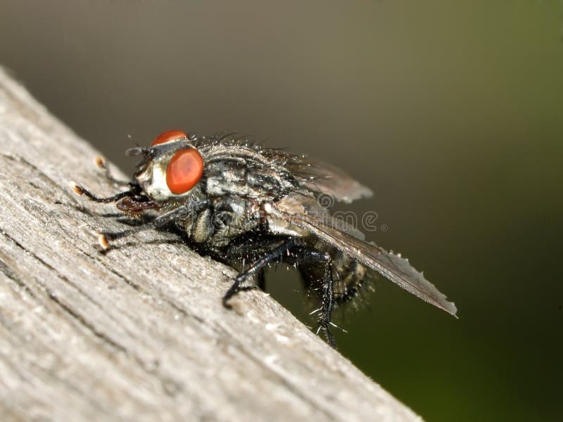 Flesh-fly on wooden plank royalty free stock photography