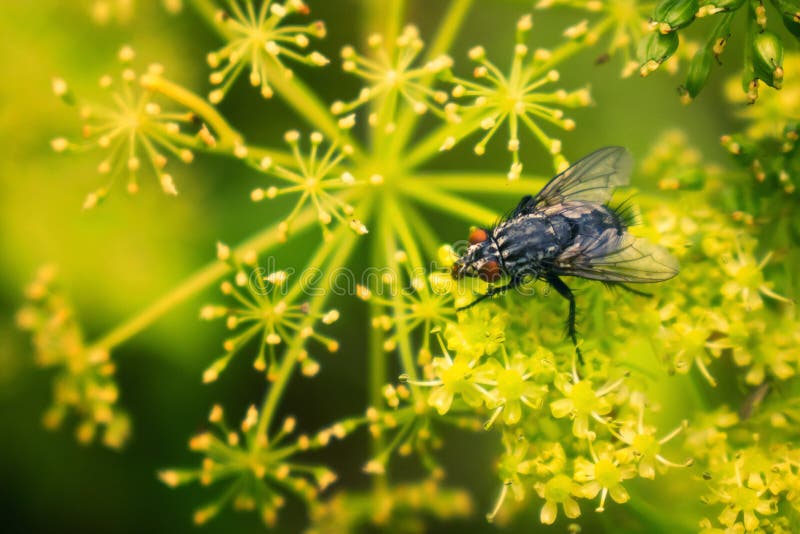 Flesh Fly on yellow flower