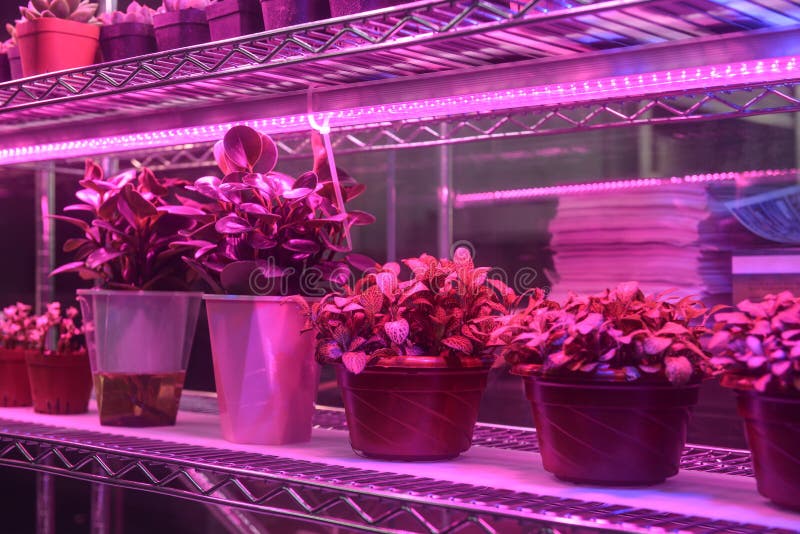 Plant led growth light stock image. Image of global 120767635
