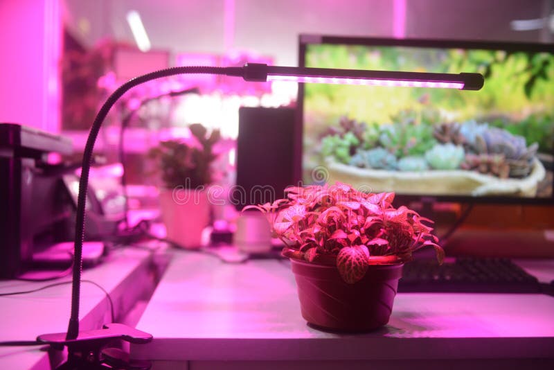 Plant led growth light stock image. Image of background 121171127