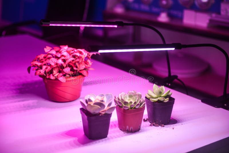 Plant led growth light stock photo. Image of cafe, agriculture 121171128