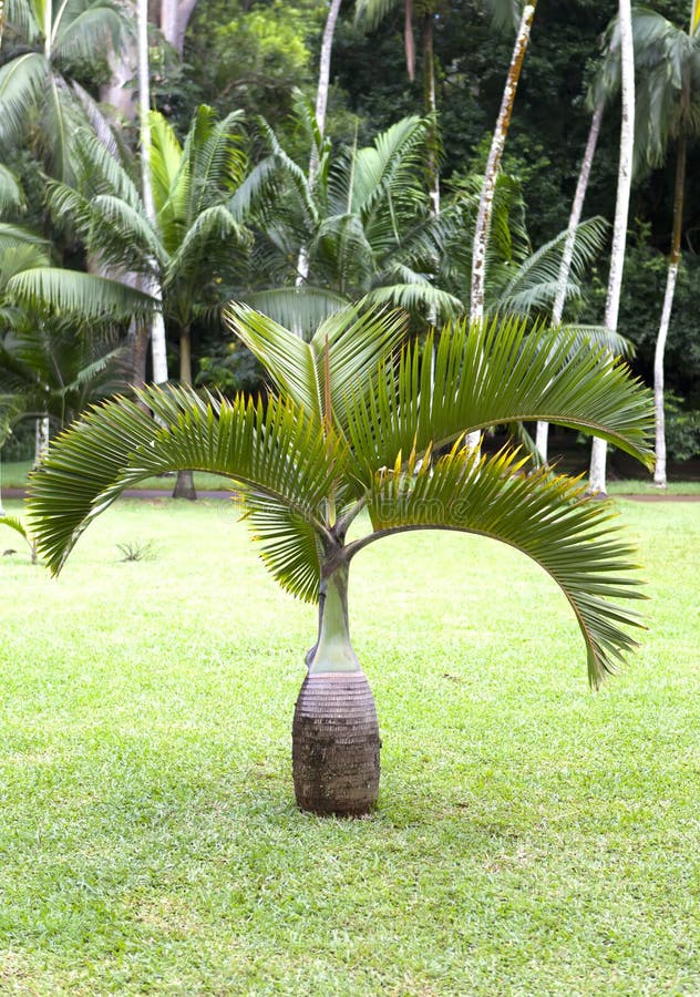 Bottle palm tree(Hyophorbe). Mauritius . Bottle palm tree(Hyophorbe). Mauritius .