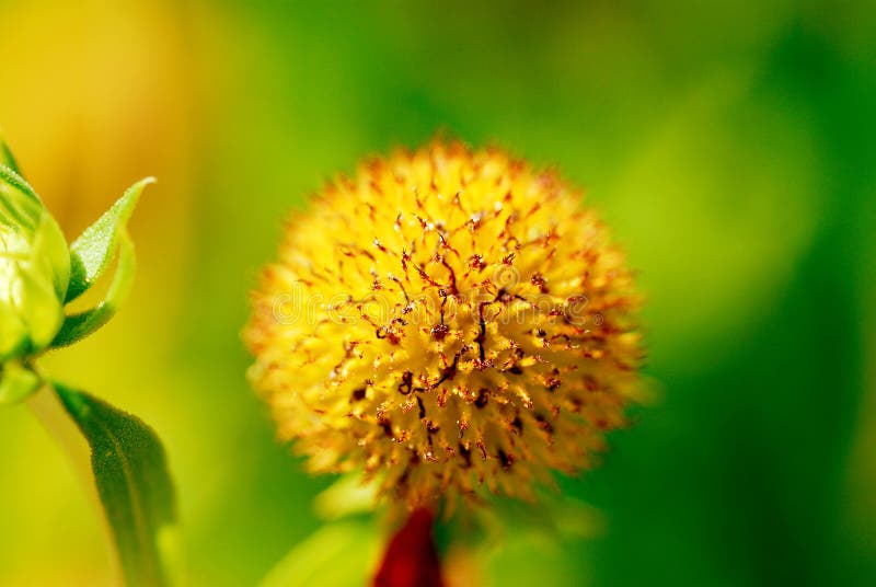 a close up view of a yellow flower. a close up view of a yellow flower