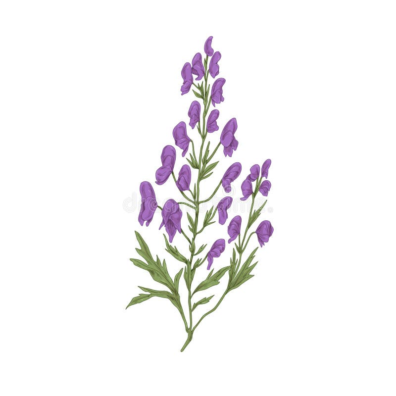 Aconite flower. Botanical drawing of wild floral plant, wolfsbane. Blossomed aconitum. Medicinal field herb in retro style. Hand-drawn vector illustration of wildflower isolated on white background. Aconite flower. Botanical drawing of wild floral plant, wolfsbane. Blossomed aconitum. Medicinal field herb in retro style. Hand-drawn vector illustration of wildflower isolated on white background.
