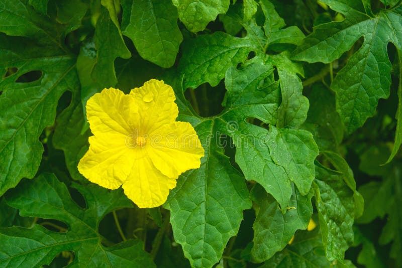 Fleur amère jaune de courge avec les feuilles vertes photo stock Fleur amère jaune de courge avec les feuilles vertes photo stock