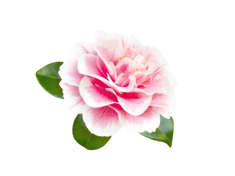 Fleur Bicolore Blanche Et Rose De Camélia Photo stock - Image du isolement,  sensible: 89662270