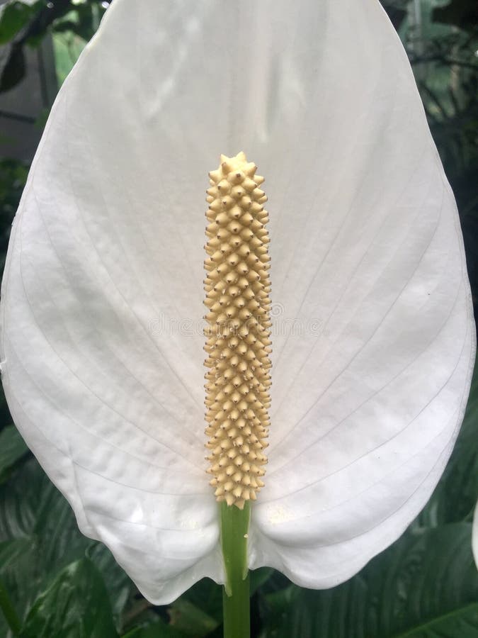 Fleur Blanche à Tige Longue Image stock - Image du botanique, blanc:  159128429