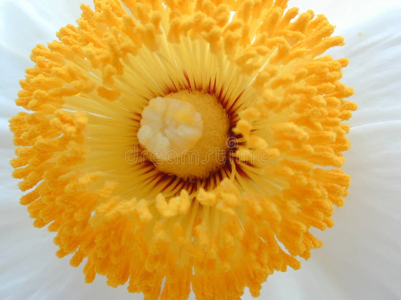 681 Photos de Fleur Blanche Avec Un Centre Jaune - Photos de stock  gratuites et libres de droits de Dreamstime