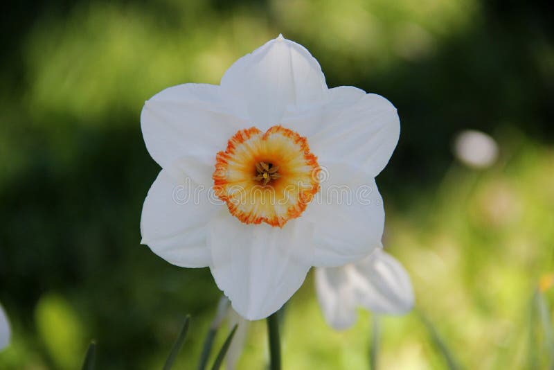 Fleur Blanche Avec Un Coeur Orange Image stock - Image du somewhere,  centrale: 171005143