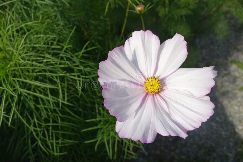 Fleur Blanche Avec Une Teinte Rose Et Un Milieu Jaune Photo stock - Image  du moyen, blanc: 138879562