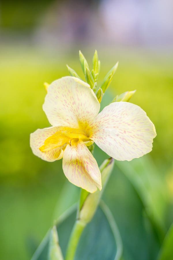 Fleur Blanche Canna De Canna Indica Dans Le Jardin Avec Le CCB Brouillé  Photo stock - Image du centrale, jaune: 64118760